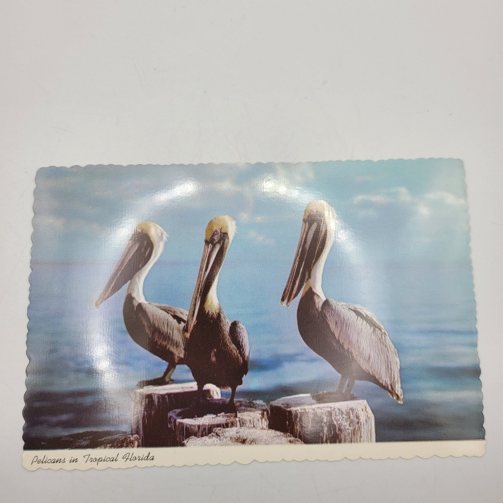 Vintage Pelicans in Tropical Florida Postcard Curteichcolor 3-D Natural Color